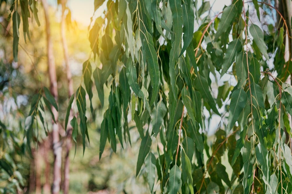 Eucalyptus trees