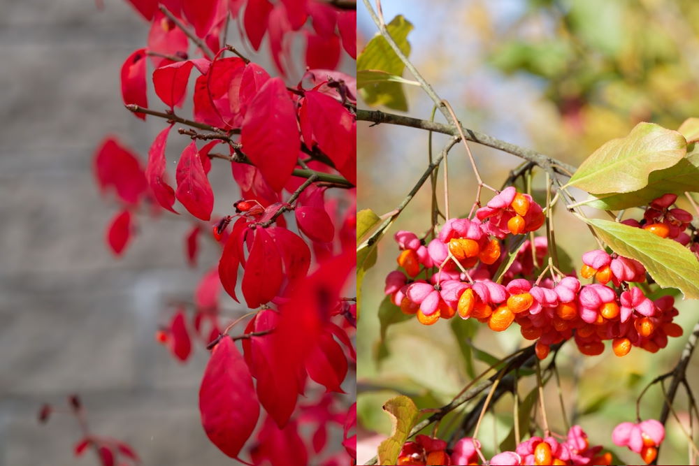 Spindle | Euonymus trees