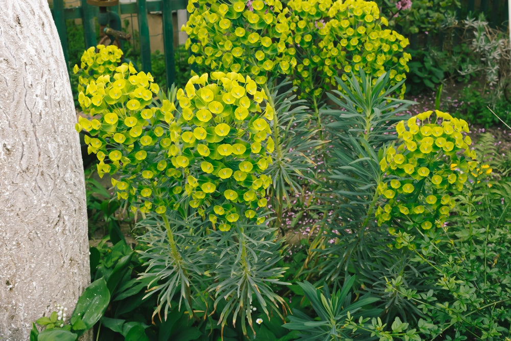 Euphorbia | Spurge