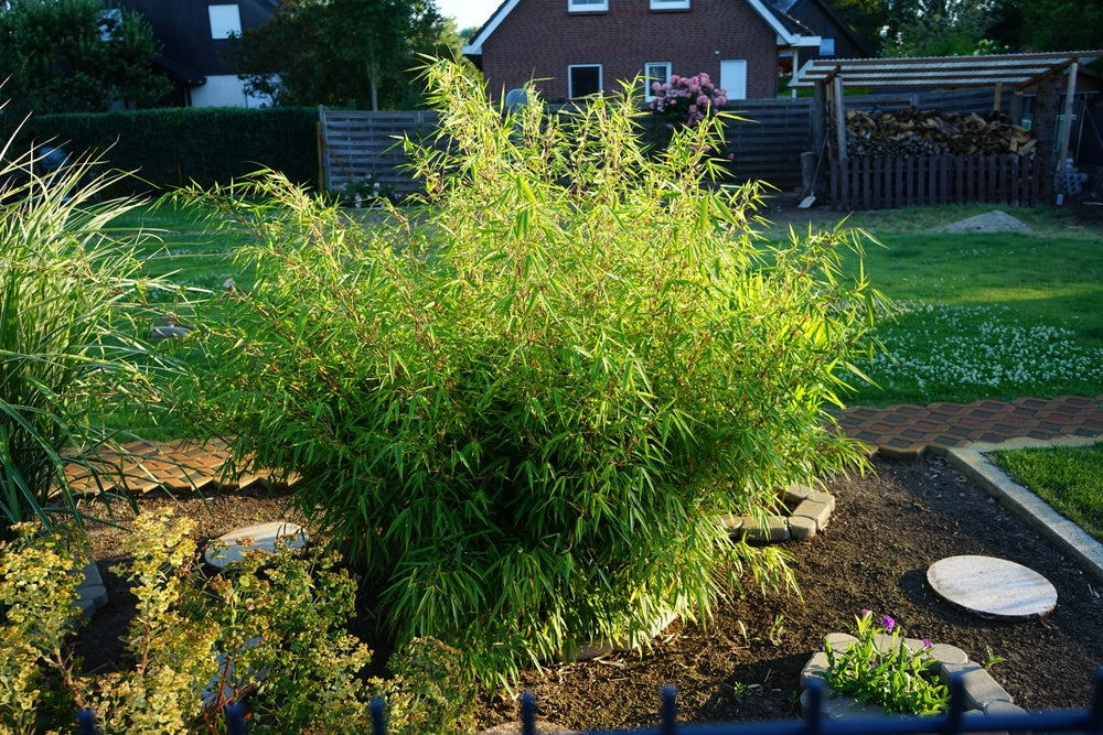 Non-spreading bamboo