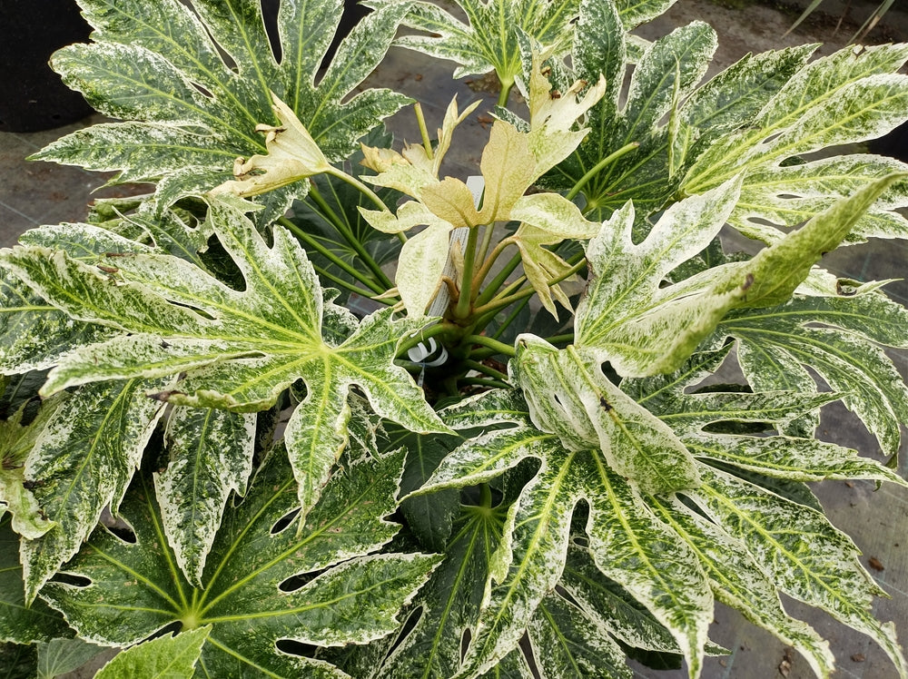 Fatsia japonica | Japanese Aralia