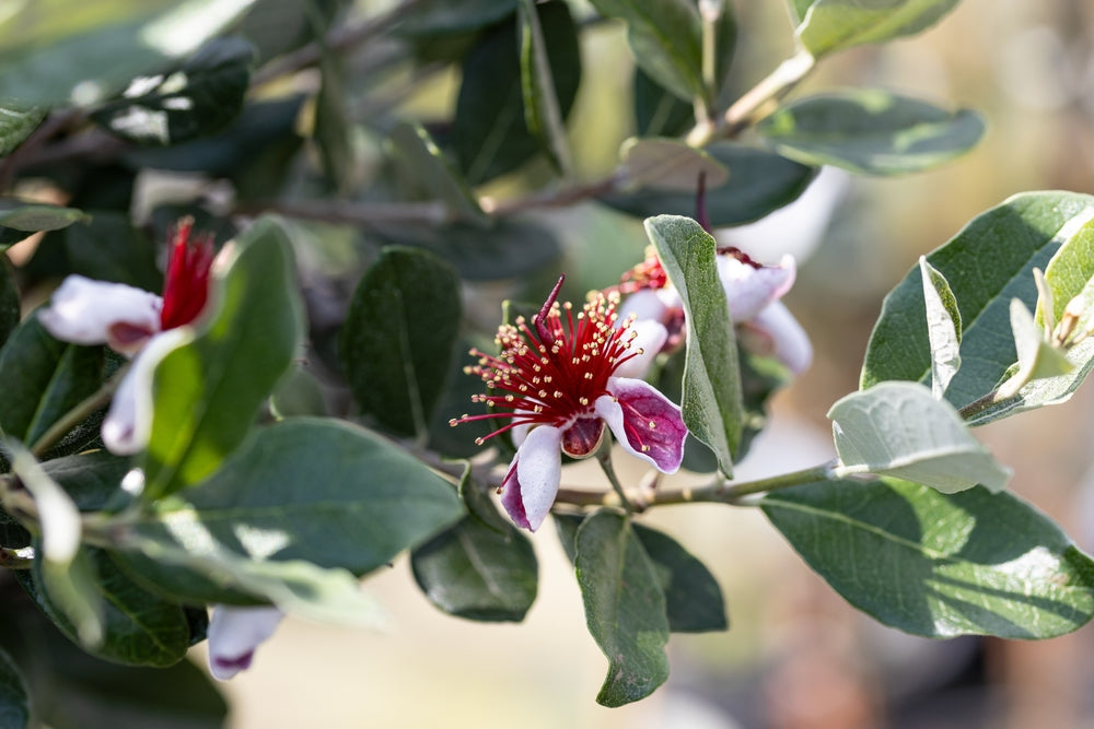 Pineapple Guava | Feijoa trees