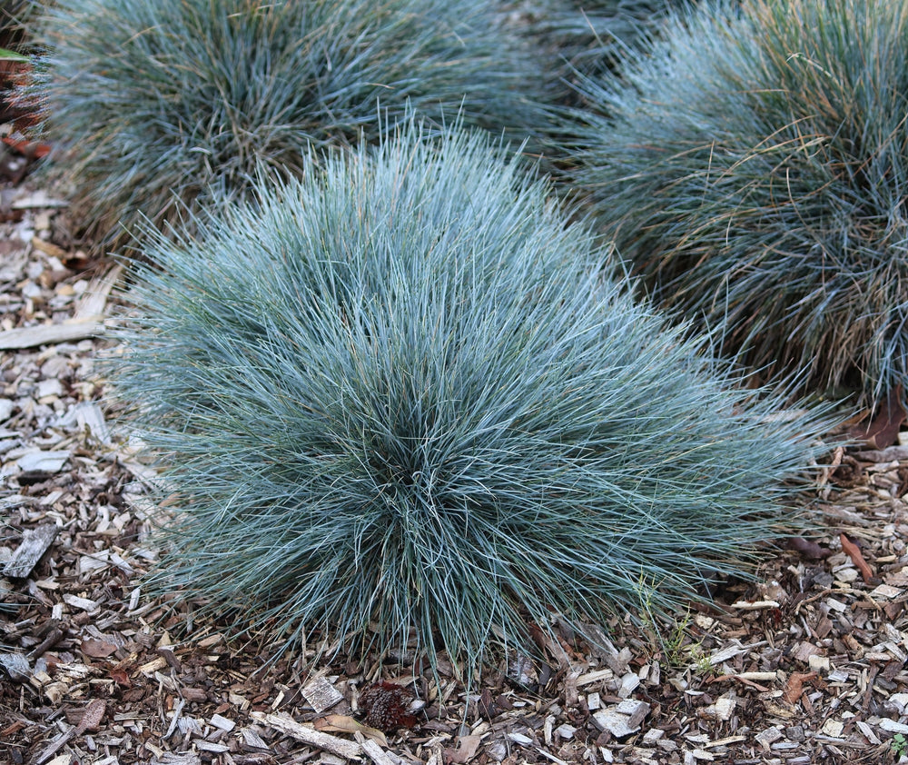 Festuca ornamental grasses