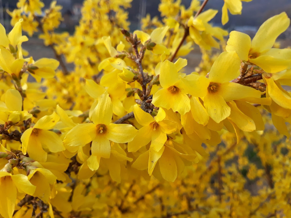 Forsythia | Golden Bells