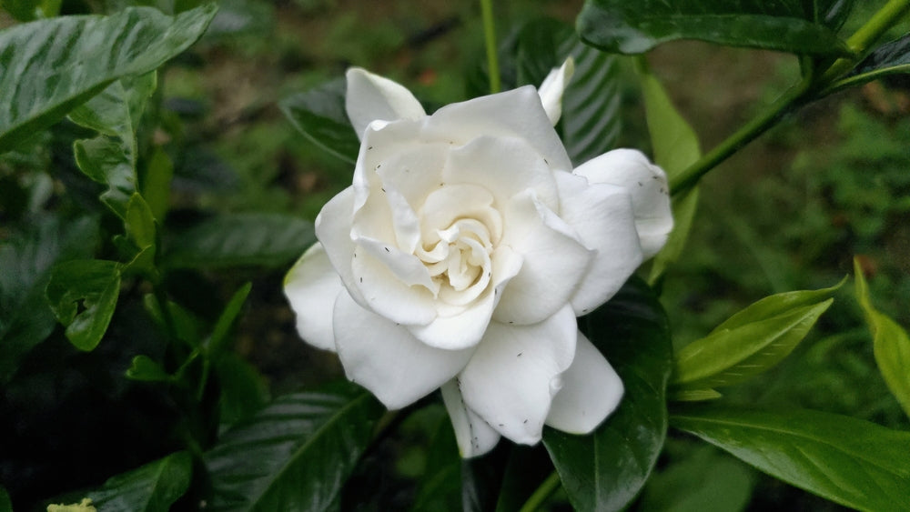 Gardenia | Cape jasmine