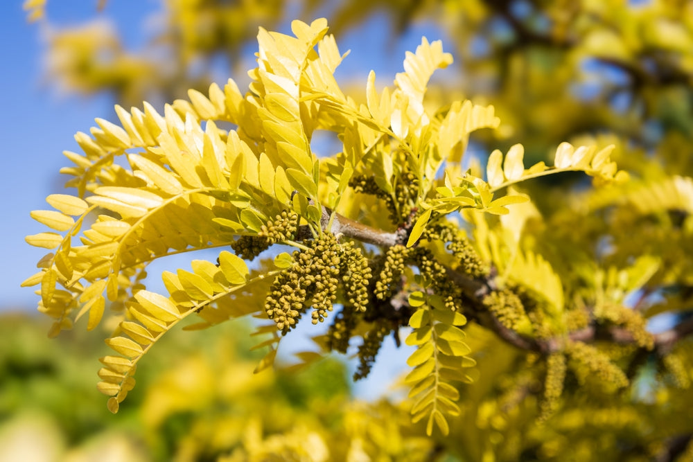 Honey Locust | Gleditsia