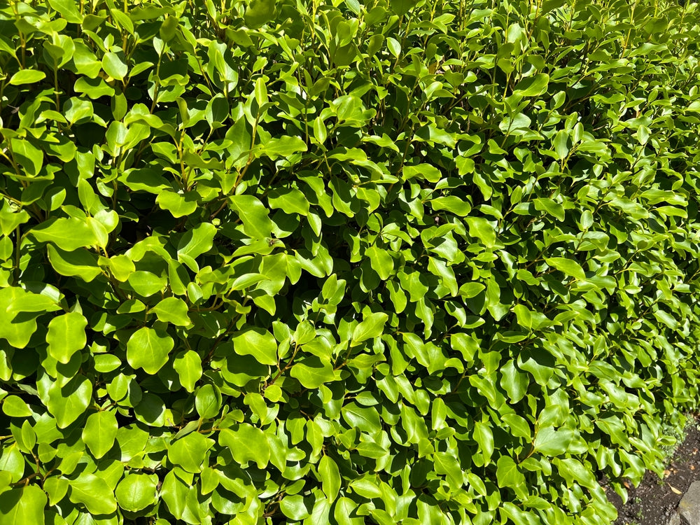 Griselinia - Hedging