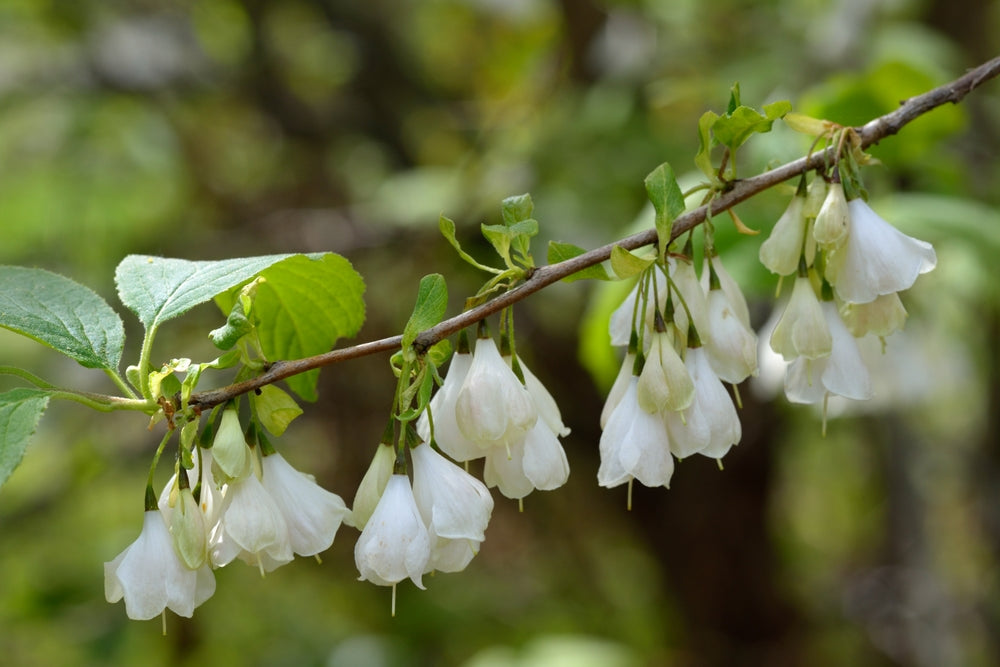 Silverbell | Halesia