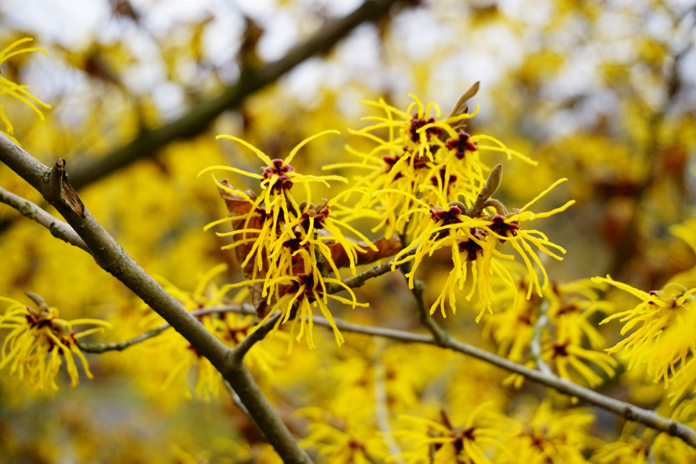 Hamamelis | Witch Hazel