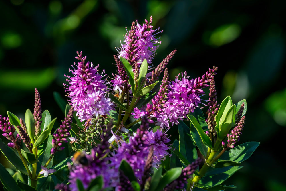 Hebe shrubs