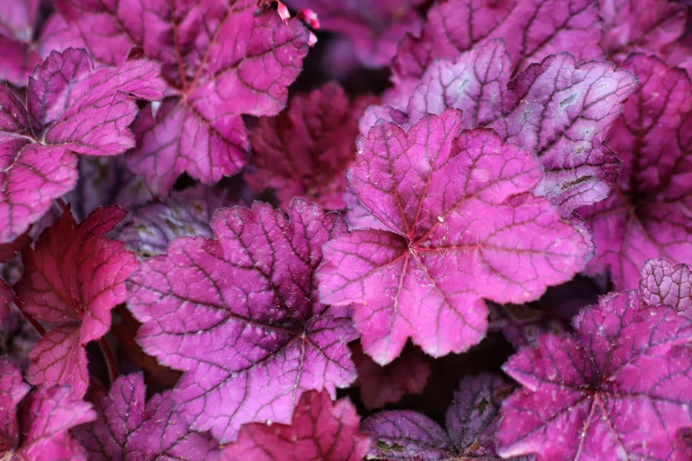 Heuchera | Coral Bells