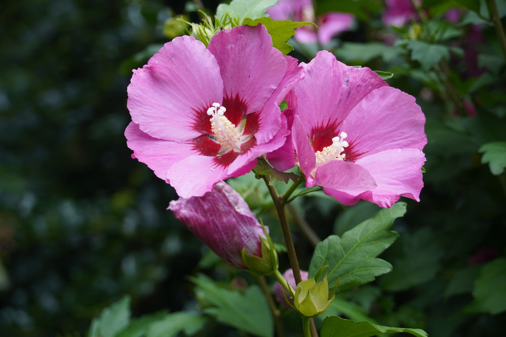 Hibiscus Shrubs