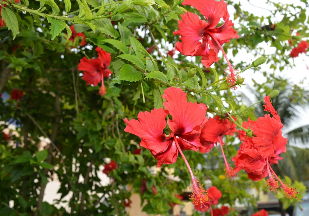 Hibiscus Trees