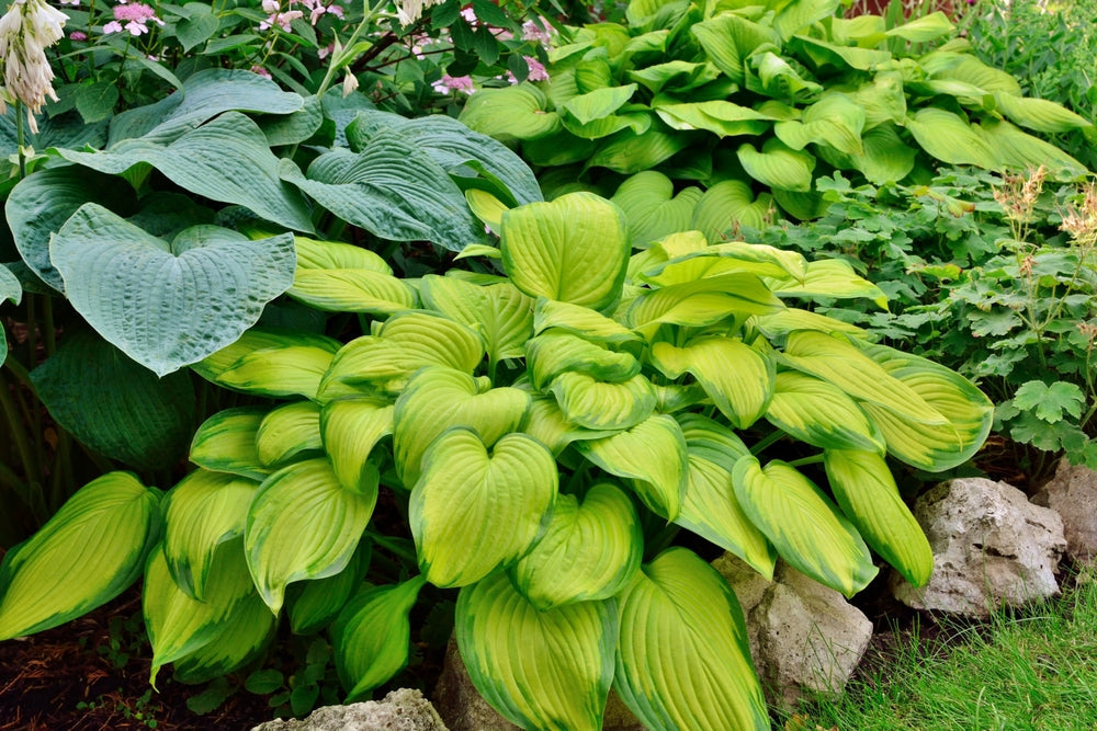 Hosta Perennial Plants | Plantain lilies