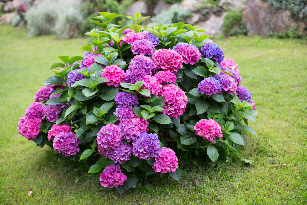 Hydrangea Shrubs | Flowering plants | Pink Blue Red White