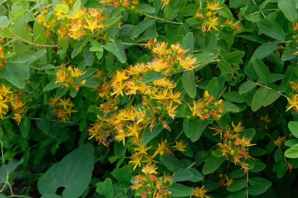 Hypericum | St. John's wort