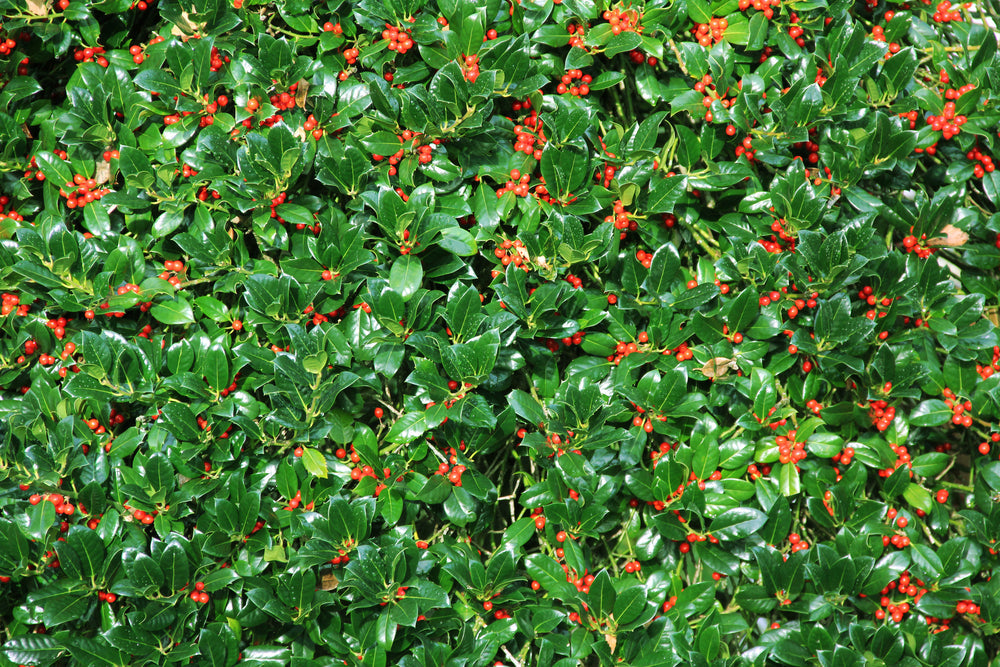 Holly | Ilex - Hedging