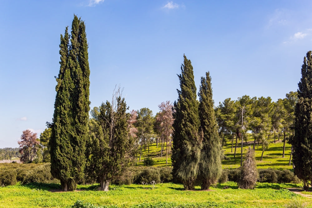 Italian cypress | Cupressus sempervirens