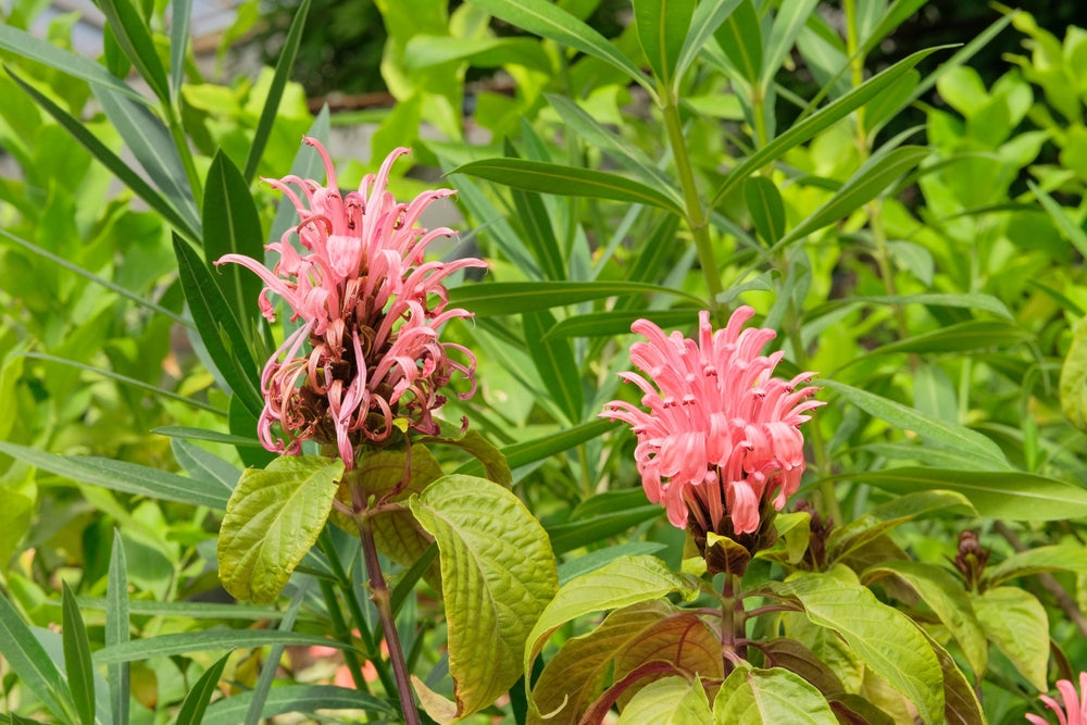 Jacobinia | Flamingo Plant