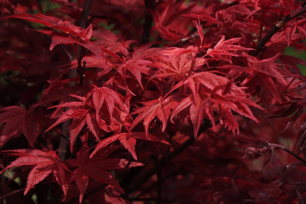 Japanese Maple