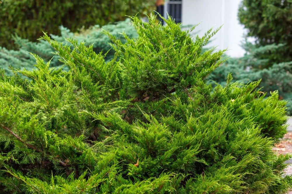 Juniper | Juniperus shrub conifer