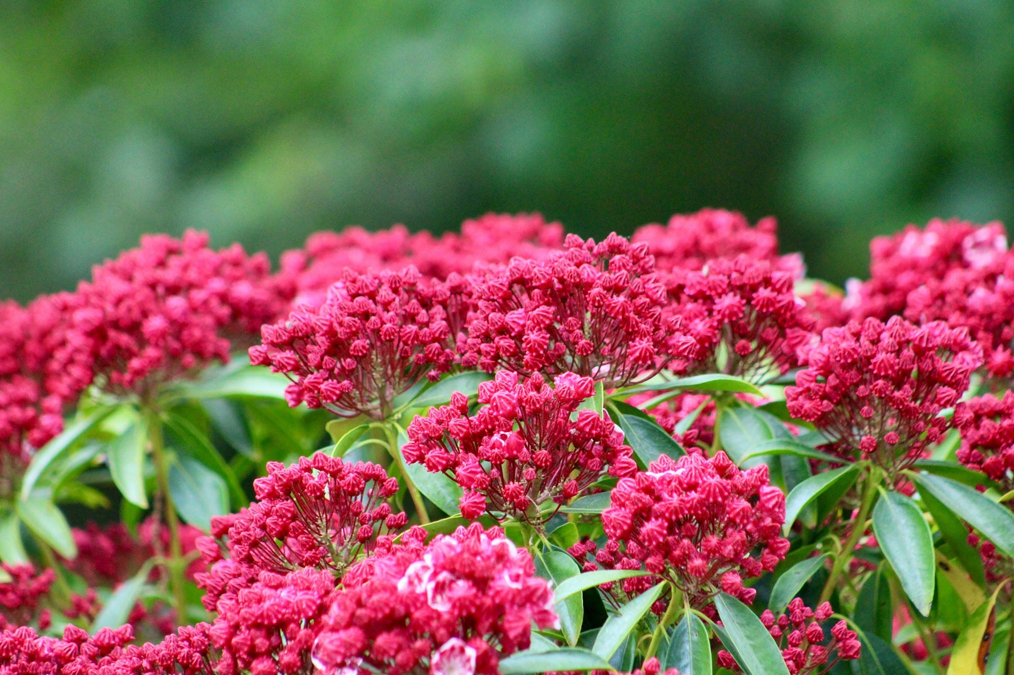 Kalmia | Mountain Laurel