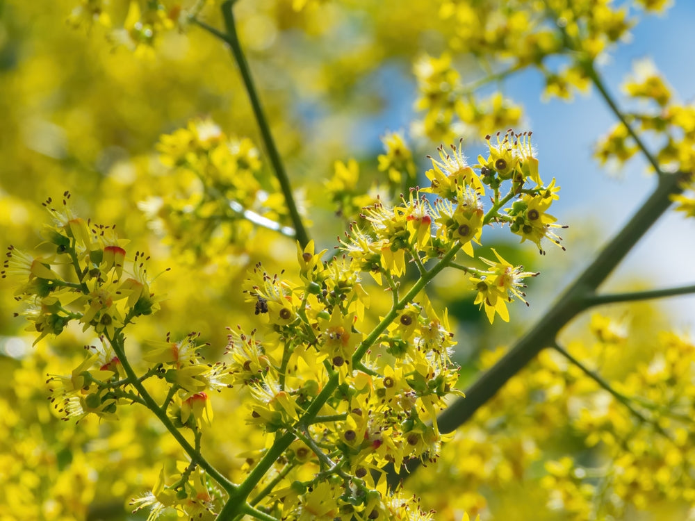 Golden Rain Tree | Koelreuteria