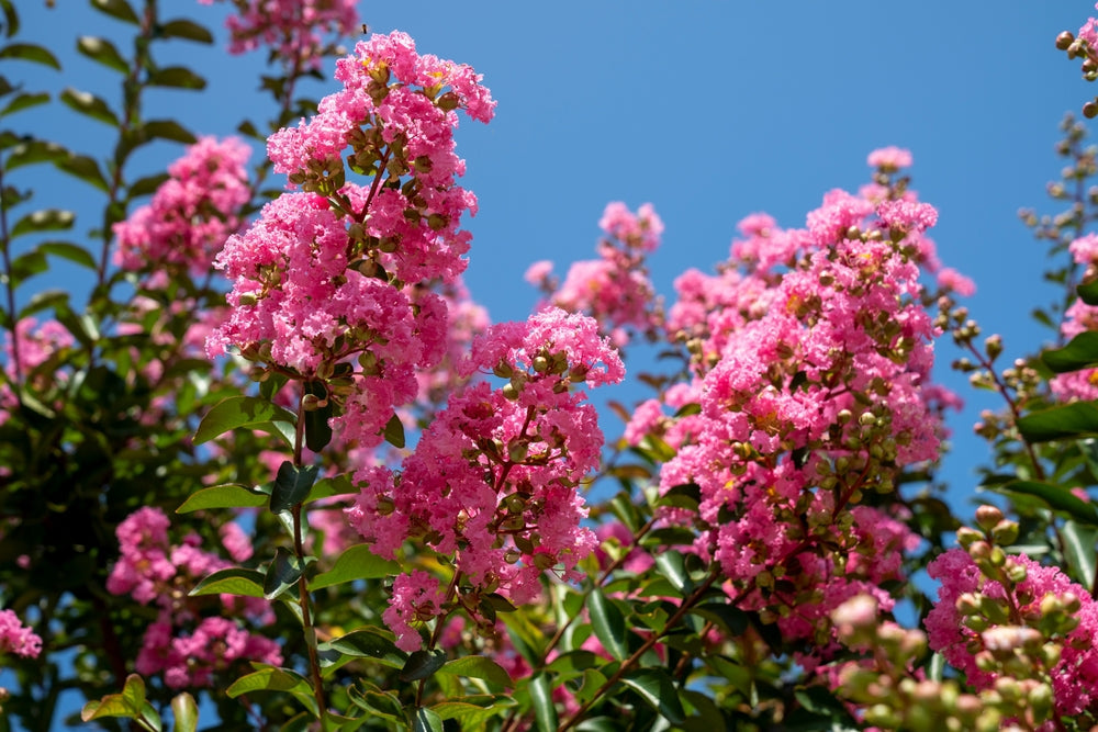 Crape Myrtle | Lagerstroemia trees