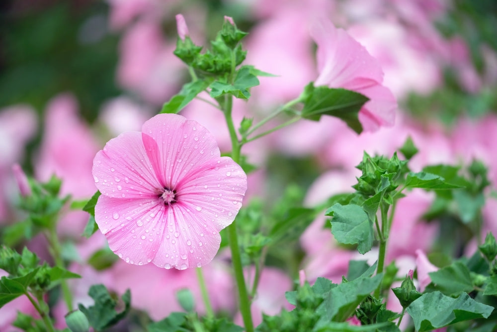 Lavatera | Tree mallow