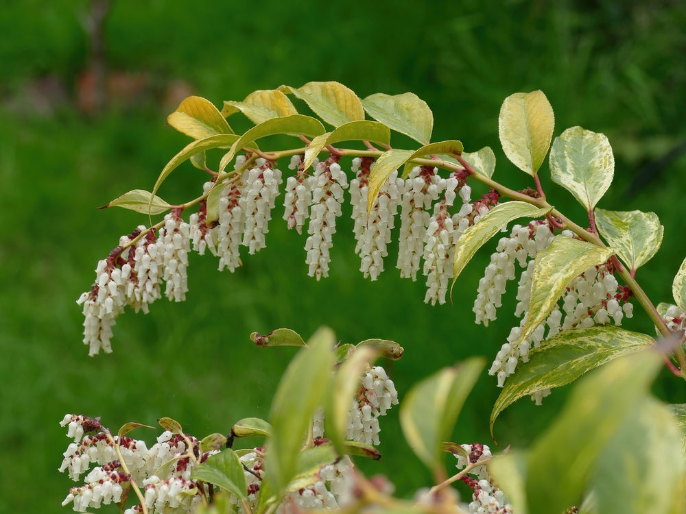 Leucothoe | Drooping laurel