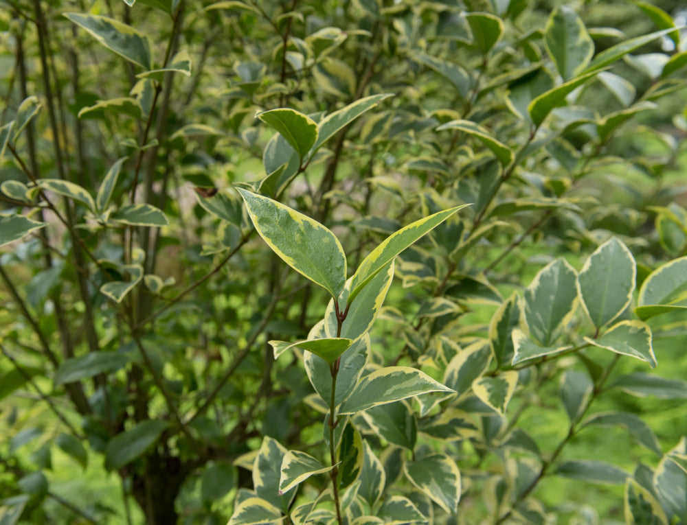 Privet | Ligustrum Trees