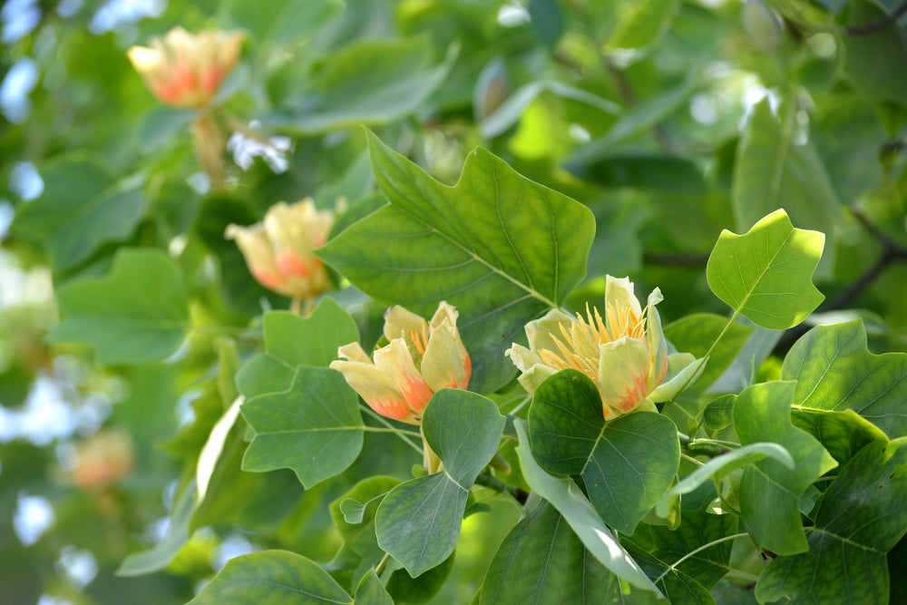 Tulip Tree | Liriodendron