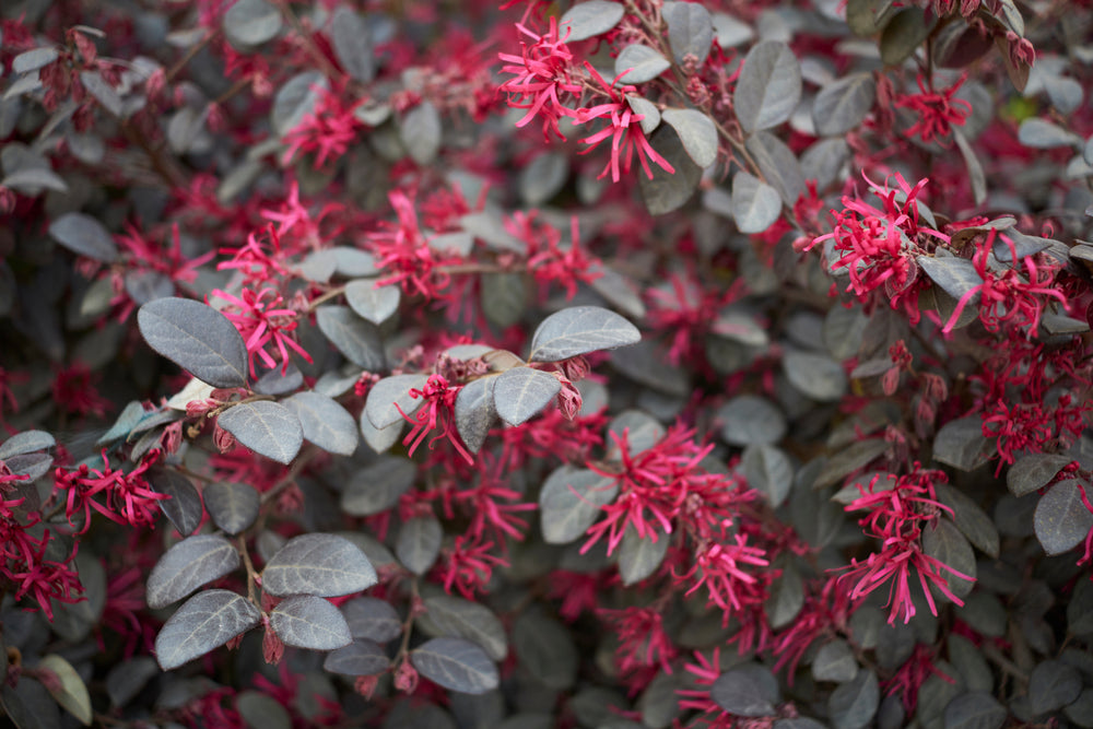 Chinese Fringe Flower | Loropetalum - Large Shrubs