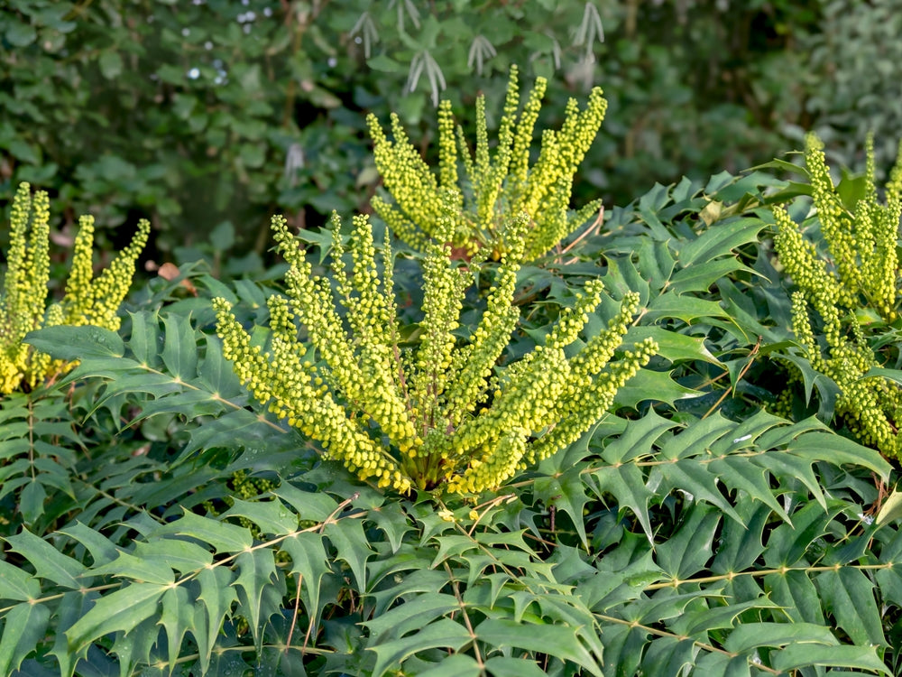 Mahonia