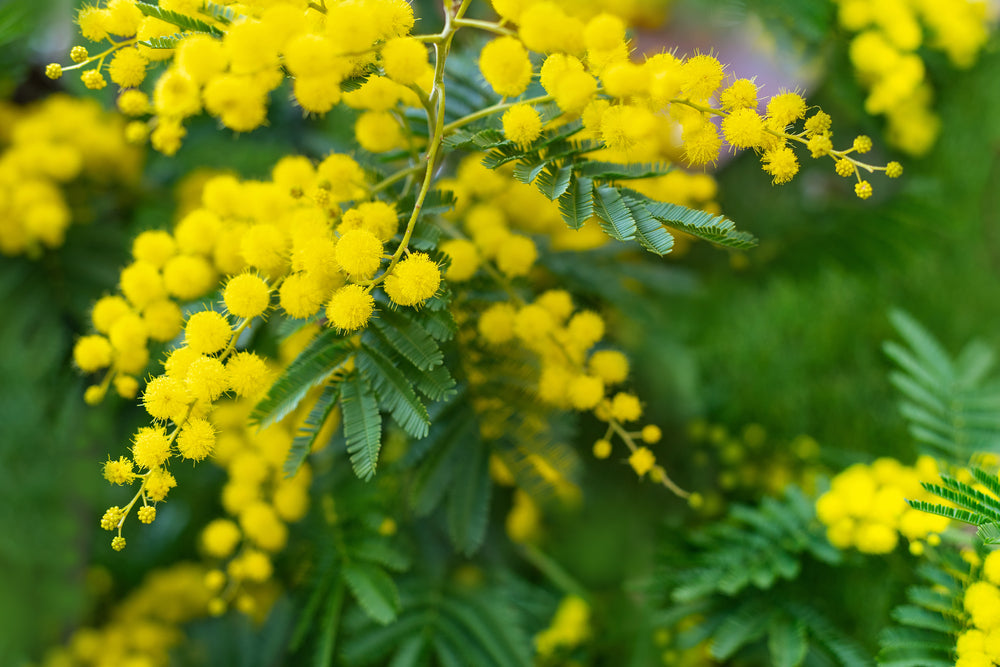 Mimosa | Acacia Tree