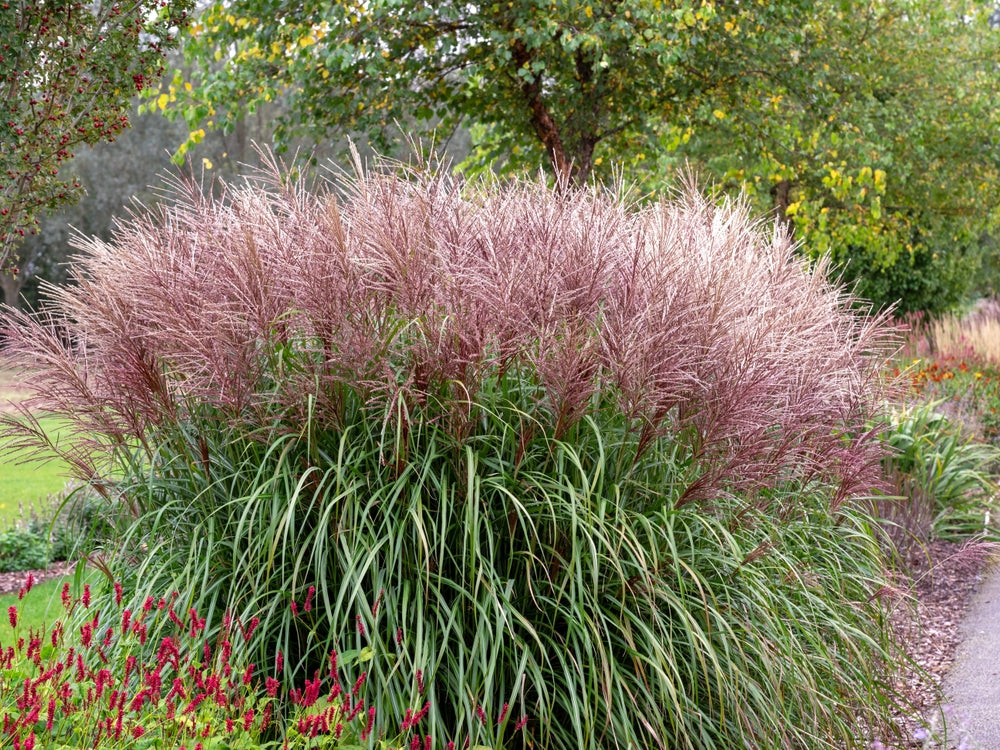 Miscanthus ornamental grasses