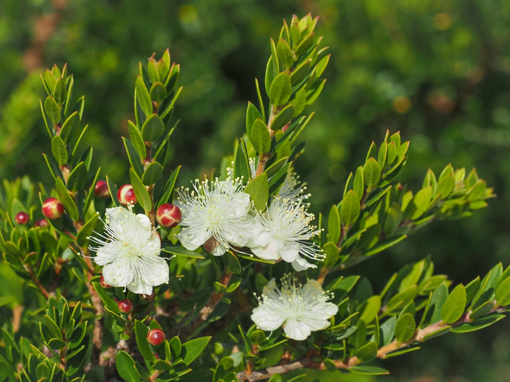 Myrtus shrubs