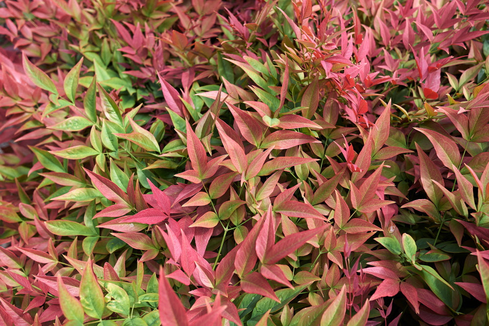 Nandina | Heavenly Bamboo Shrubs