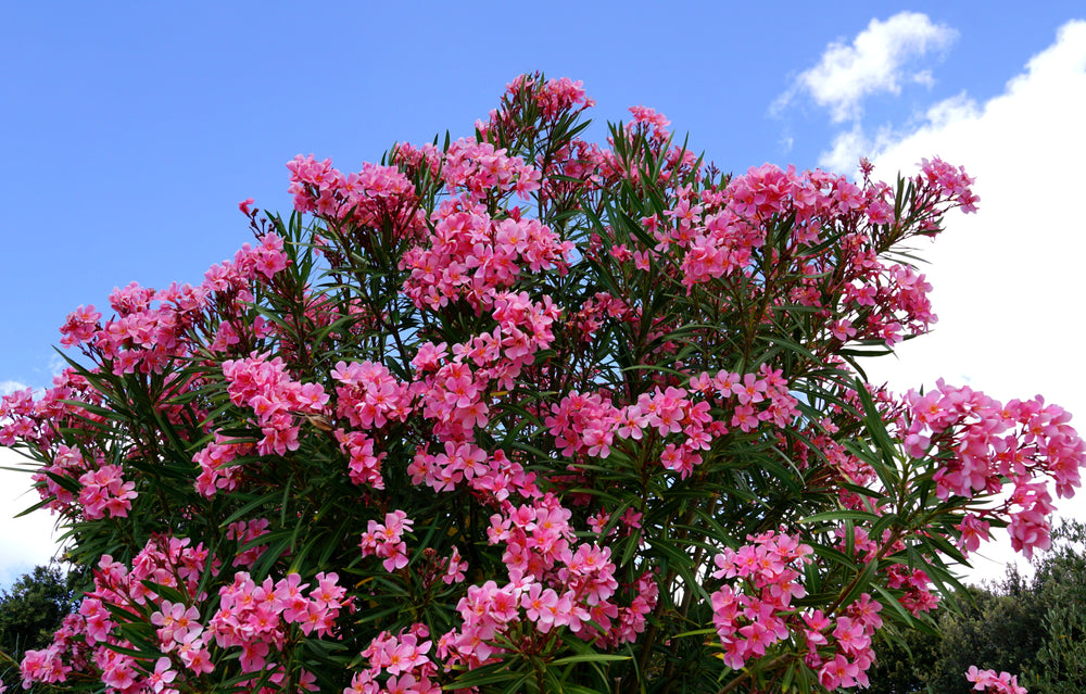 Oleander | Nerium trees