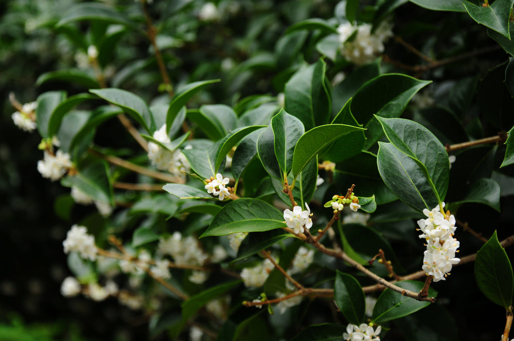 Osmanthus evergreen shrubs