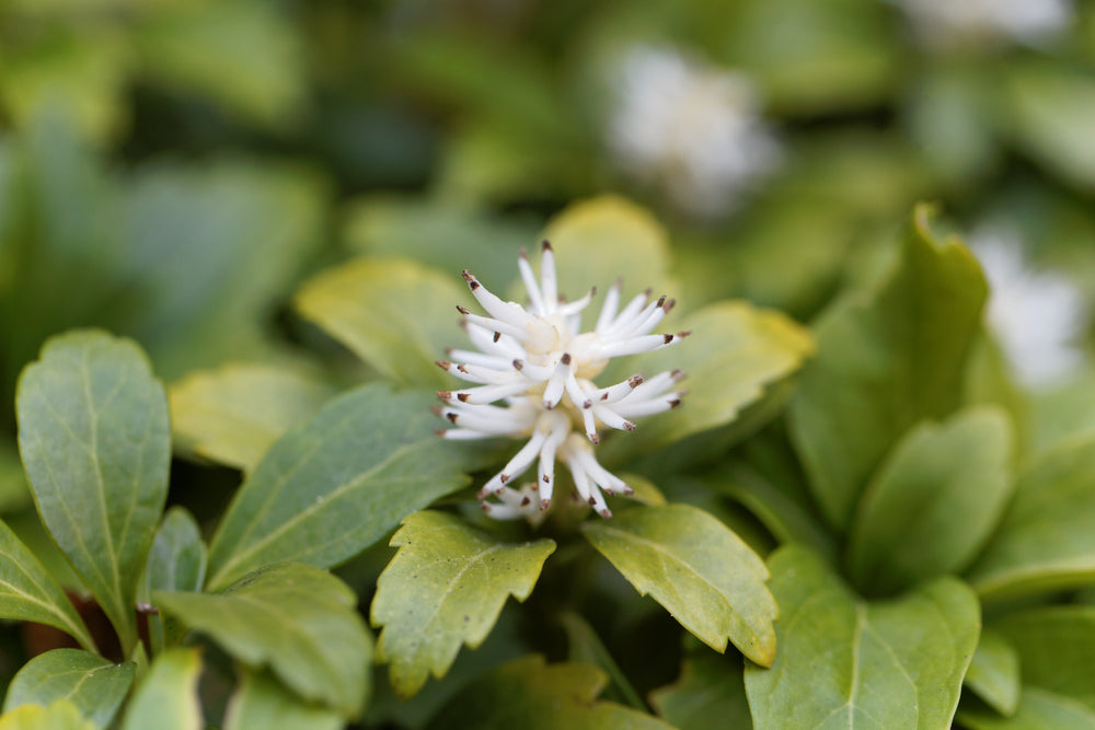 Pachysandra