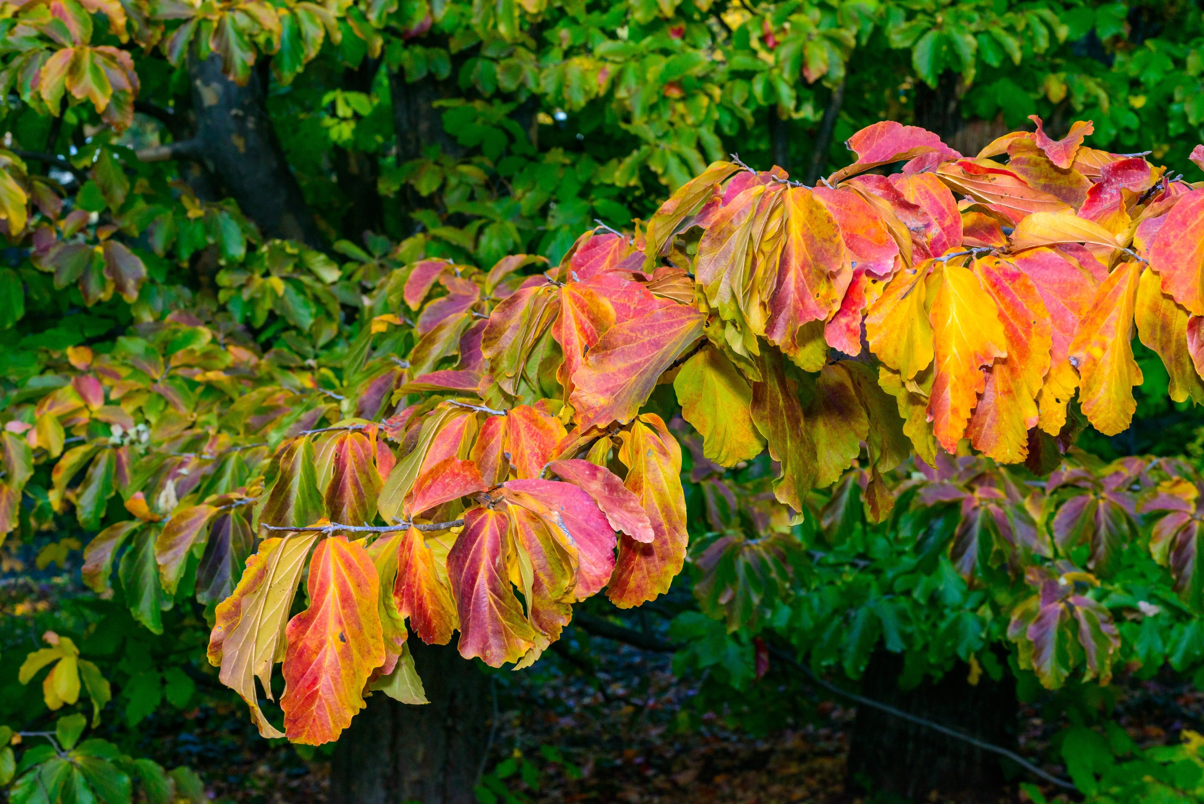 Ironwood Tree | Parrotia