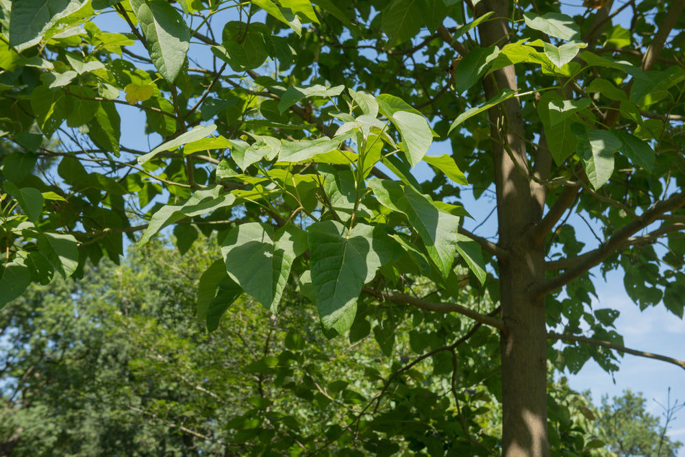 Paulownia | Foxglove-tree