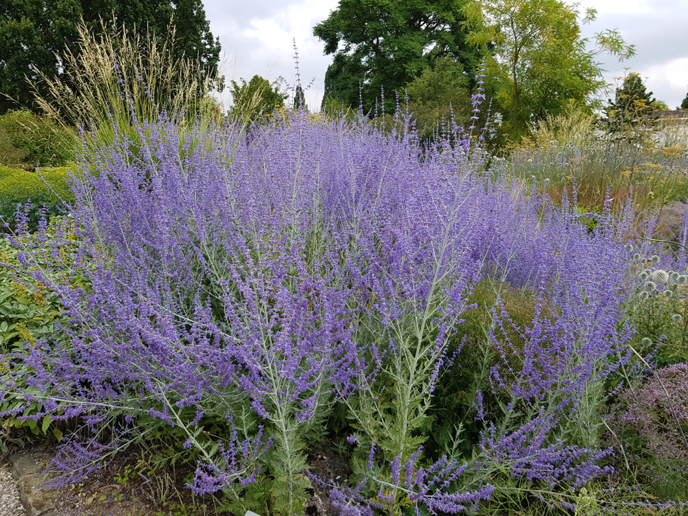 Perovskia |  Russian Sage