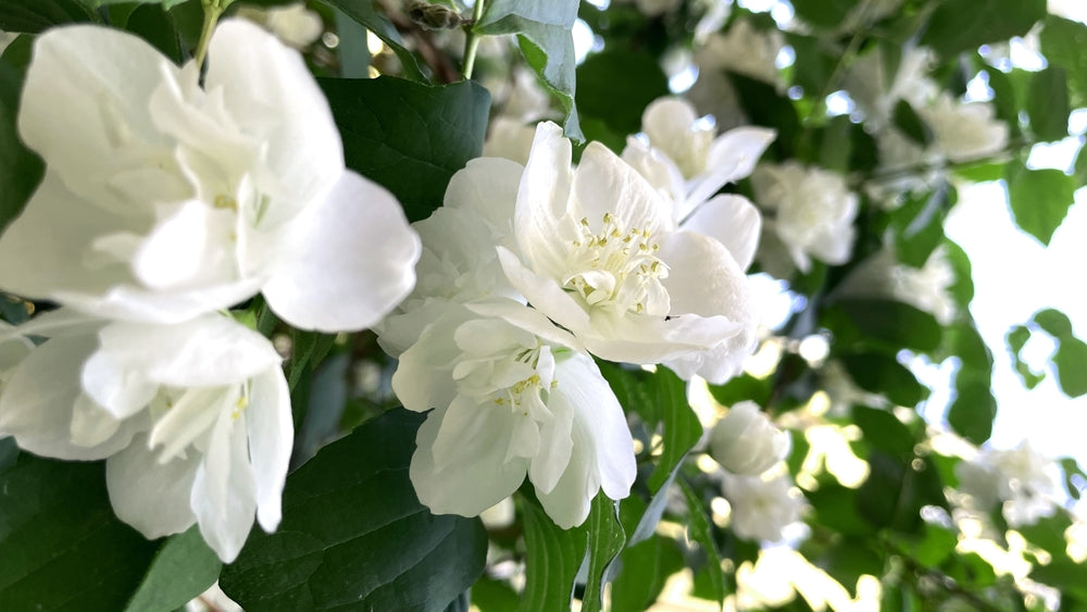 Philadelphus | Mock Orange