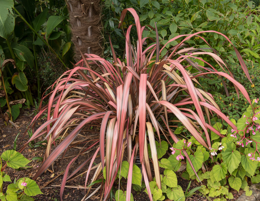 Phormium evergreen shrubs, ornamental grasses