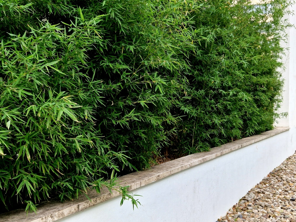 Running Bamboos | Phyllostachys