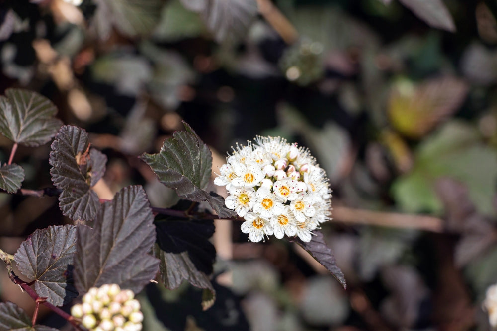 Physocarpus | Ninebark Shrubs