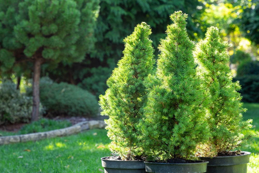 Picea glauca | White spruce