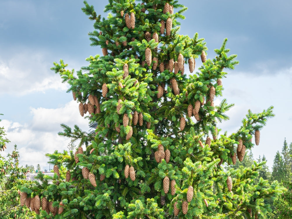 Picea | Spruce | Evergreen Conifer